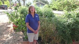 Tomato Problems Part 3 Wilt Diseases [upl. by Eatnohs]