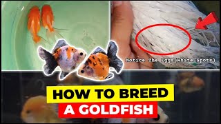 How To Breed A Goldfish for Beginners  Step by Step [upl. by Adnahc]