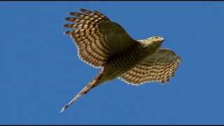 Sparrowhawk Bird Call Bird Song [upl. by Ehc]