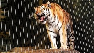 Siberian Tiger Roars at Lincoln Park Zoo [upl. by Romito]