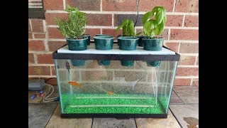 My DIY Aquaponics Aquarium Project [upl. by Sewel602]