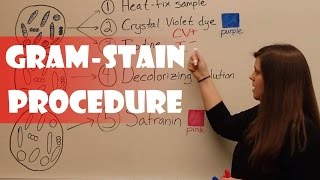 Gram Stain Procedure [upl. by Anayk]