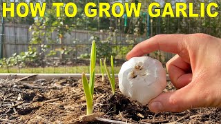 How To Grow GARLIC COMPLETE GUIDE [upl. by Yoc457]