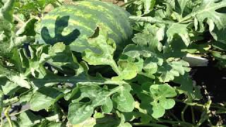 Fusarium Wilt in Watermelons [upl. by Launam]