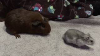 Guinea Pig Meets Hamster for The First Time [upl. by Arua]