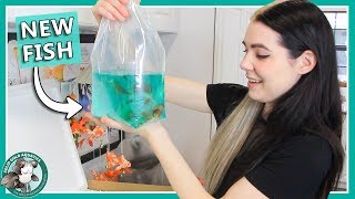 Unboxing My New Goldfish [upl. by Ecinna]