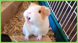 Best guinea pig noises of 2019 WARNING LOUD [upl. by Fowkes629]