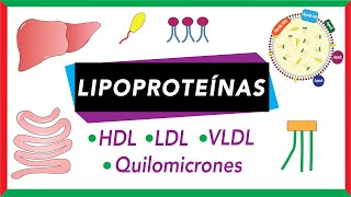 Lipoproteínas Quilomicrones VLDL LDL y HDL Transporte de lípidos [upl. by Anihpesoj248]