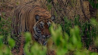 Deers Close Call with a Tiger  BBC Earth [upl. by Heinrike]