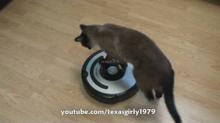 Cat shows HOW TO use iRobot Roomba Vacuum [upl. by Elohc678]