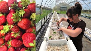 Hydroponic Strawberries  Off to a Good Start [upl. by Anelrihs998]