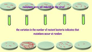 cause of mutations Luria amp Delbruck experiment [upl. by Eva]