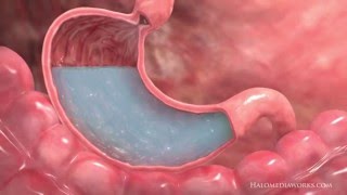 Medical Animation  Interior Stomach [upl. by Vitus288]