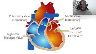 The Anatomy Of The Heart [upl. by Nevek149]