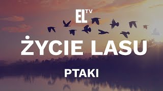 Życie lasu – ptaki film przyrodniczy [upl. by Aisiram504]