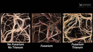 Trichoderma harzianum T22 combats Fusarium in maize roots – Koppert [upl. by Clim]