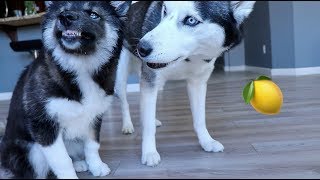 My Huskies FUNNY Reaction To Lemons [upl. by Dione]