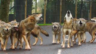 Wolves howling to fire alarm tests at Wolf Wood [upl. by Raffo]