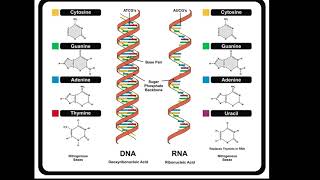 DNA and RNA Structure [upl. by Nohsauq]