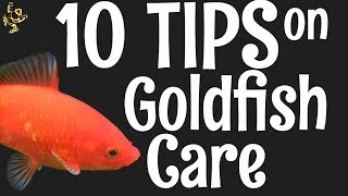 Goldfish Care 10 Things You Should Know [upl. by Phio]