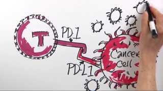 How is Immunotherapy Used to Fight Cancer  DanaFarber Cancer Institute  Science Illustrated [upl. by Aiva]