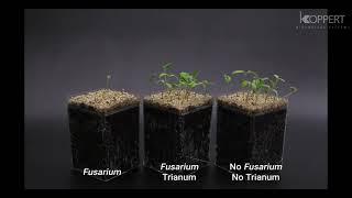 Trichoderma harzianum T22 combats Fusarium in tomato – Koppert [upl. by Mei]