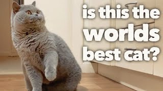 British Shorthair Cat Review after 5 years The worlds best cat OFFICIAL VIDEO [upl. by Mirak440]