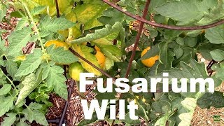 Fusarium Wilt on Tomatoes How I Handled it and One Tip [upl. by Retsev]