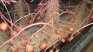 How to Grow Potatoes in Hydroponics [upl. by Nairrad855]