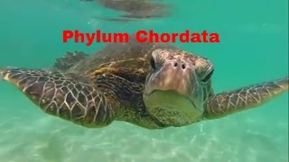 Phylum ChordataWhich animals belong [upl. by Noid269]