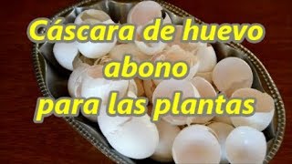 Abono con cáscara de huevo para las plantas [upl. by Ahsrop]