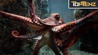 Top 10 TERRIFYING Facts About OCTOPUSES [upl. by Corina]