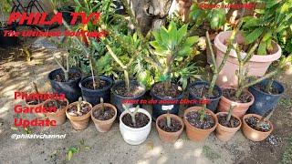 PLUMERIA DREADED BLACK TIPS HOW TO BRING THEM BACK TO LIFE PHILA TV [upl. by Airotnes]