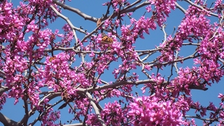 Western Redbud  California Native Dry Shade Garden  Ep12 [upl. by Doowrehs73]