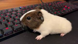 Very Excited Baby Guinea Pig Wheeking Loudly [upl. by Hootman]