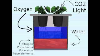 Off the grid hydroponics the Kratky method [upl. by Errecart240]