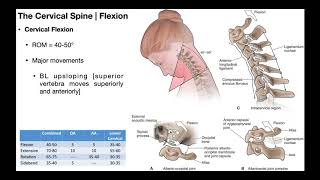 Cervical Flexion amp Extension BIOMECHANICS [upl. by Sonaj]