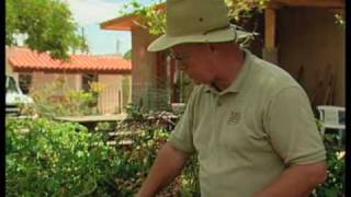 How To Identify Garden Problems With Tomato Plants [upl. by Eldoree]