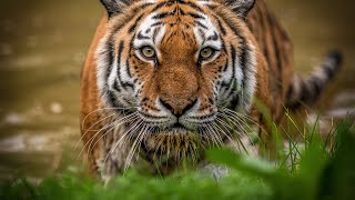 Siberian Tigers  Big Cats Wild Dcumentary HD 1080p [upl. by Jarl]