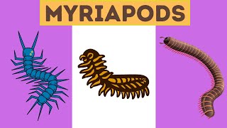 Myriapods Characteristics [upl. by Vonny751]