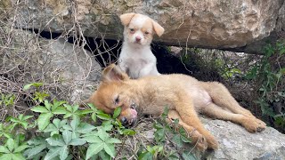 The cry for help of two dogs abandoned by their cruel owner on the side of the road and I saved them [upl. by Eelir991]