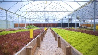 Tour an AQUAPONICS FARM in Texas 🐟  🌿 🤠 Sustainable Harvesters [upl. by Ynohtnakram895]