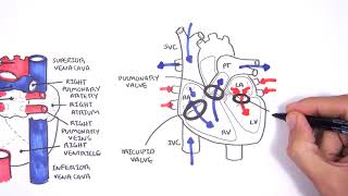 Introduction to Cardiac Heart Anatomy and the Chest Xray [upl. by Atilamrac379]