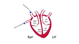 Structure of the Heart [upl. by Acirdna851]