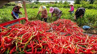 Amazing Chili Farming Technology chili Harvesting chili Cultivation chili Agriculture chili Process [upl. by Walt]