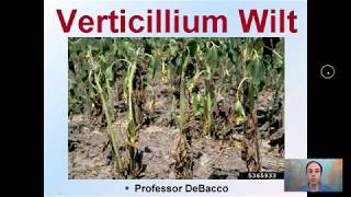 Verticillium Wilt [upl. by Herwick]