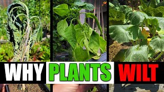 Why Plants Wilt And Can They Be Saved  Garden Quickie Episode 77 [upl. by Gunar]