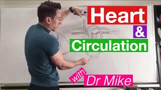 Heart Circulation  Cardiology [upl. by Lilhak370]