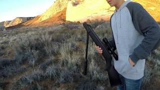 Rabbit hunting with 177cal and 22cal pellet guns [upl. by Eimorej]