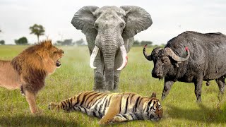 10 Animals That Can Kill A Tiger Easily [upl. by Berwick]